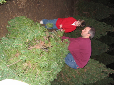 Christmas tree cutting