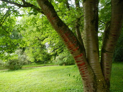 20120621.1046-DSCN0796-Pictures_by_AMS-Munich-Botanischer_Garten