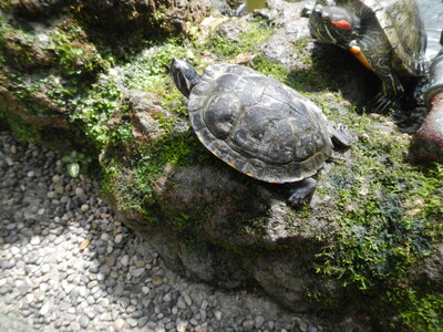 20120621.1101-DSCN0820-Pictures_by_AMS-Munich-Botanischer_Garten