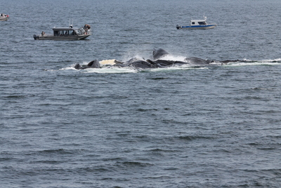 20130614.1043-IMG_5780-Juneau_whale_watching