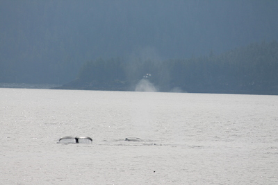 20130614.1050-IMG_5873-Juneau_whale_watching