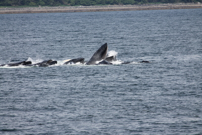 20130614.1119-IMG_6100-Juneau_whale_watching