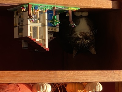 20221025_0828-IMG_1344-by_MPS-Grace_among_legos