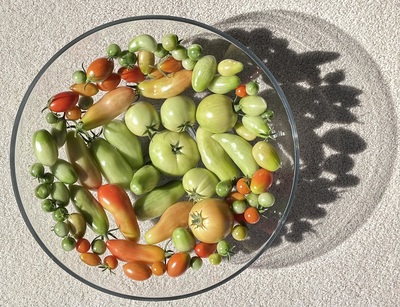 20241030_1307-IMG_8719-by_CE-End_of_season_tomatoes