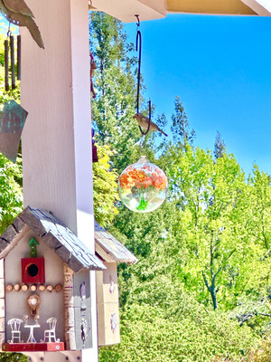 20250419_1429-IMG_1772-Spring_bird_family_feeding_frenzy