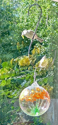 20250420_0945-IMG_1784-Spring_bird_family_feeding_frenzy