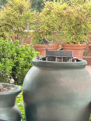 20250427_1049-IMG_1913-Spring_bird_family_feeding_frenzy