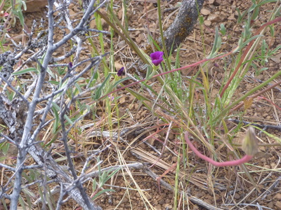 20140517.0404-P1030204-Family_Fire_follower_flowers_foray-Brewers_red_maid