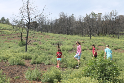 20140517.1429-IMG_1470-Family_Fire_follower_flowers_foray