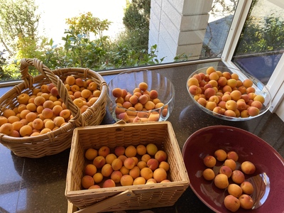 20200618.1227-KHTR1917-Apricot_half-harvest