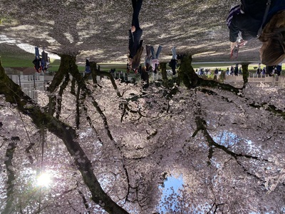 20240327_1658-IMG_9342-by_MPS-UW_Cherry_blossoms